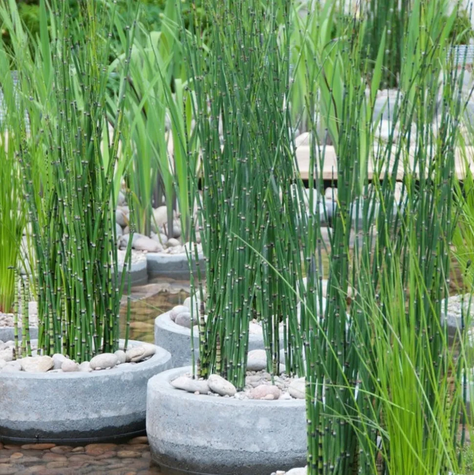 BLOOMIQUE - Lot de 6 - equisetum japonicum - prêle du japon - plantes de bassin - hauteur 20-30 cm - pot 9 cm