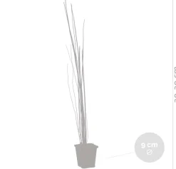 BLOOMIQUE - Lot de 6 - equisetum japonicum - prêle du japon - plantes de bassin - hauteur 20-30 cm - pot 9 cm