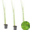 BLOOMIQUE - Lot de 3 - equisetum japonicum - prêle du japon - plantes de bassin - hauteur 20-30 cm - pot 9 cm