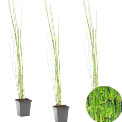 BLOOMIQUE - Lot de 3 - equisetum japonicum - prêle du japon - plantes de bassin - hauteur 20-30 cm - pot 9 cm