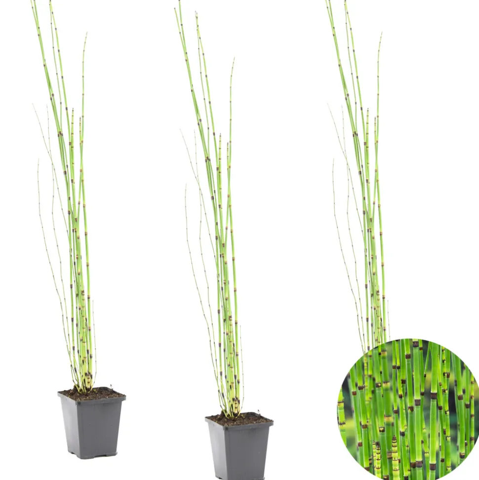 BLOOMIQUE - Lot de 3 - equisetum japonicum - prêle du japon - plantes de bassin - hauteur 20-30 cm - pot 9 cm