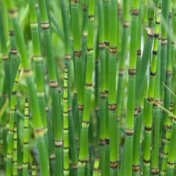 BLOOMIQUE - Lot de 3 - equisetum japonicum - prêle du japon - plantes de bassin - hauteur 20-30 cm - pot 9 cm