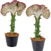 BLOOMIQUE - Lot de 2 - euphorbia lactea cristata - plante cactus - 20-30 cm de haut - pot 11 cm