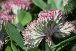 BLOOMIQUE - Lot de 2 - euphorbia lactea cristata - plante cactus - 20-30 cm de haut - pot 11 cm