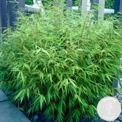 BLOOMIQUE - Lot de 6 - fargesia rufa - bambou - non traçant - rustique - hauteur 20-30 cm - pot 10 cm