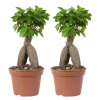 BLOOMIQUE - Lot de 2 - ficus ginseng - bonsaïs - plantes d’intérieur - 25-35 cm de haut - pot 15 cm