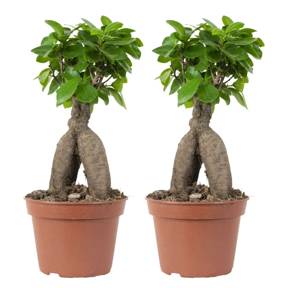 BLOOMIQUE - Lot de 2 - ficus ginseng - bonsaïs - plantes d’intérieur - 25-35 cm de haut - pot 15 cm
