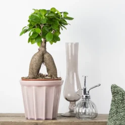 BLOOMIQUE - Lot de 2 - ficus ginseng - bonsaïs - plantes d’intérieur - 25-35 cm de haut - pot 15 cm
