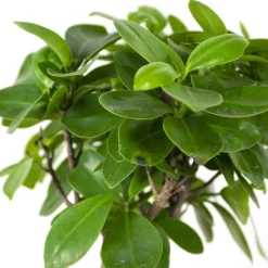 BLOOMIQUE - Lot de 2 - ficus ginseng - bonsaïs - plantes d’intérieur - 25-35 cm de haut - pot 15 cm