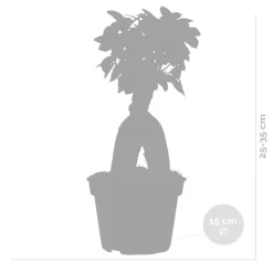 BLOOMIQUE - Lot de 2 - ficus ginseng - bonsaïs - plantes d’intérieur - 25-35 cm de haut - pot 15 cm