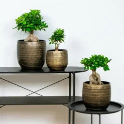 BLOOMIQUE - Lot de 2 - ficus ginseng - bonsaï - plantes d’intérieur - dépolluante - hauteur 20-30 cm - pot 12 cm