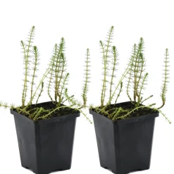 BLOOMIQUE - Lot de 2 - hippuris vulgaris - hippuride - plantes de bassin - hauteur 10-20 cm - pot 11 cm