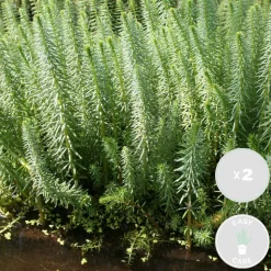 BLOOMIQUE - Lot de 2 - hippuris vulgaris - hippuride - plantes de bassin - hauteur 10-20 cm - pot 11 cm