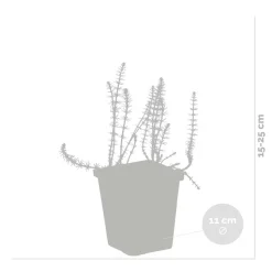 BLOOMIQUE - Lot de 2 - hippuris vulgaris - hippuride - plantes de bassin - hauteur 10-20 cm - pot 11 cm