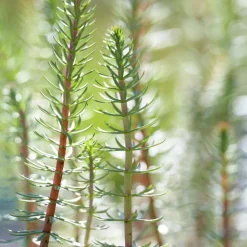 BLOOMIQUE - Lot de 2 - hippuris vulgaris - hippuride - plantes de bassin - hauteur 10-20 cm - pot 11 cm