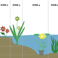 BLOOMIQUE - Lot de 2 - hippuris vulgaris - hippuride - plantes de bassin - hauteur 10-20 cm - pot 11 cm