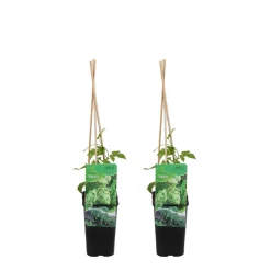 BLOOMIQUE - Lot de 2 - humulus lupulus - plante de houblon - pot 15 cm - 70-80 cm de haut