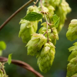 BLOOMIQUE - Lot de 2 - humulus lupulus - plante de houblon - pot 15 cm - 70-80 cm de haut