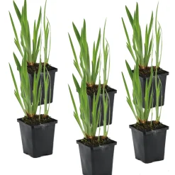 BLOOMIQUE - Lot de 6 - iris kaempferi - iris du japon - violet - plantes de bassin - hauteur 20-30 cm - pot 9 cm