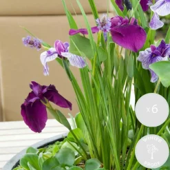 BLOOMIQUE - Lot de 6 - iris kaempferi - iris du japon - violet - plantes de bassin - hauteur 20-30 cm - pot 9 cm