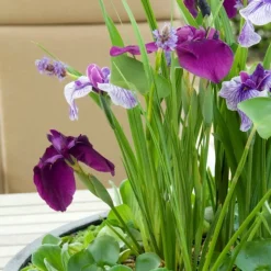 BLOOMIQUE - Lot de 3 - iris kaempferi - iris du japon - violet - plantes de bassin - hauteur 20-30 cm - pot 9 cm