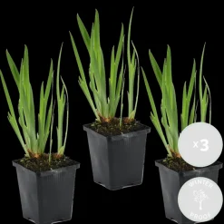BLOOMIQUE - Lot de 3 - iris kaempferi - iris du japon - violet - plantes de bassin - hauteur 20-30 cm - pot 9 cm