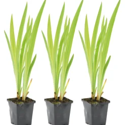 BLOOMIQUE - Lot de 3 - iris versicolor - iris versicolore - plantes de bassin - hauteur 20-30 cm - pot 9 cm