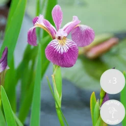 BLOOMIQUE - Lot de 3 - iris versicolor - iris versicolore - plantes de bassin - hauteur 20-30 cm - pot 9 cm