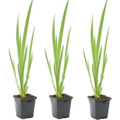 BLOOMIQUE - Lot de 3 - iris pseudacorus - iris jaune - plantes de bassin - hauteur 20-30 cm - pot 9 cm