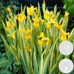 BLOOMIQUE - Lot de 3 - iris pseudacorus - iris jaune - plantes de bassin - hauteur 20-30 cm - pot 9 cm