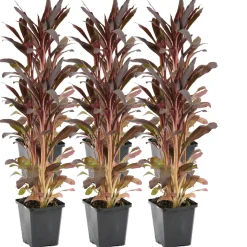 BLOOMIQUE - Lot de 6 - lobelia queen victoria - lobélie cardinalis - hauteur 20-30 cm - pot 9 cm