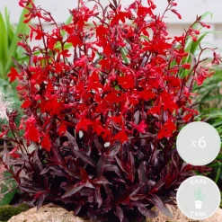 BLOOMIQUE - Lot de 6 - lobelia queen victoria - lobélie cardinalis - hauteur 20-30 cm - pot 9 cm