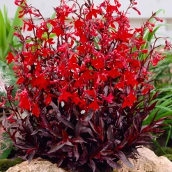 BLOOMIQUE - Lot de 3 - lobelia queen victoria - lobélie écarlate - rouge - hauteur 20-30 cm - pot 9 cm