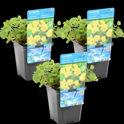 BLOOMIQUE - Lot de 3 - lysimachia nummularia - herbe aux écus - plantes de bassin - 10-20 cm de haut - pot 9 cm