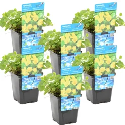 BLOOMIQUE - Lot de 6 - lysimachia nummularia - herbe aux écus - plantes de bassin - 10-20 cm de haut - pot 9 cm