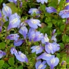 BLOOMIQUE - Lot de 3 - mazus reptans - mazus rampant - plantes de bassin - hauteur 10-20 cm - pot 9 cm