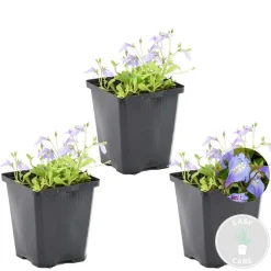 BLOOMIQUE - Lot de 3 - mazus reptans - mazus rampant - plantes de bassin - hauteur 10-20 cm - pot 9 cm