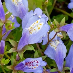 BLOOMIQUE - Lot de 3 - mazus reptans - mazus rampant - plantes de bassin - hauteur 10-20 cm - pot 9 cm