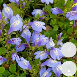 BLOOMIQUE - Lot de 6 - mazus reptans - mazus rampant - plantes de bassin - hauteur 10-20 cm - pot 9 cm