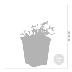 BLOOMIQUE - Lot de 6 - mazus reptans - mazus rampant - plantes de bassin - hauteur 10-20 cm - pot 9 cm