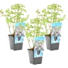 BLOOMIQUE - Lot de 3 - mentha aquatica - menthe aquatique - plantes de bassin - 10-20 cm de haut - pot 9 cm
