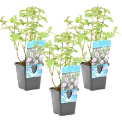 BLOOMIQUE - Lot de 3 - mentha aquatica - menthe aquatique - plantes de bassin - 10-20 cm de haut - pot 9 cm