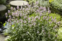 BLOOMIQUE - Lot de 3 - mentha aquatica - menthe aquatique - plantes de bassin - 10-20 cm de haut - pot 9 cm