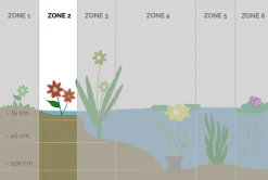 BLOOMIQUE - Lot de 3 - mentha aquatica - menthe aquatique - plantes de bassin - 10-20 cm de haut - pot 9 cm