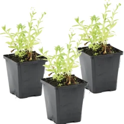 BLOOMIQUE - Lot de 3 - myosotis palustris - myosotis des marais - hauteur 10-20 cm - pot 9 cm