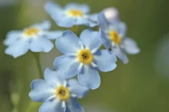 BLOOMIQUE - Lot de 3 - myosotis palustris - myosotis des marais - hauteur 10-20 cm - pot 9 cm