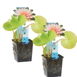 BLOOMIQUE - Lot de 2 - nymphaea wilfron gonnere - nénuphar - rose - hauteur 10-20 cm - pot 11 cm