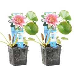 BLOOMIQUE - Lot de 2 - nymphaea attraction - nénuphar - rouge - plantes de bassin - hauteur 10-20 cm - pot 11 cm