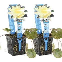 BLOOMIQUE - Lot de 2 - nymphaea marliacea chromat - nénuphar - jaune - hauteur 10-20 cm - pot 11 cm