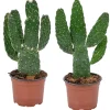 BLOOMIQUE - Lot de 2 - opuntia rubescens - cactus road kill - plante cactus - hauteur 20-30 cm - pot 12 cm